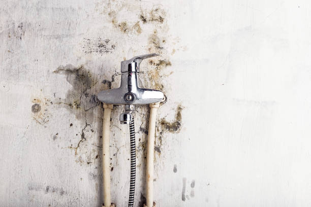 Best Basement Mold Remediation in South Portland, ME