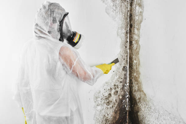 Best White Mold Remediation in South Portland, ME