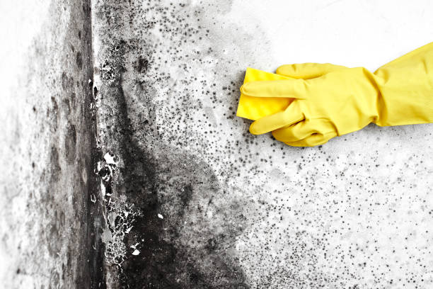 Best Mold Remediation for Schools in South Portland, ME