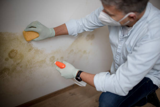 Best Post-Flood Mold Remediation in South Portland, ME