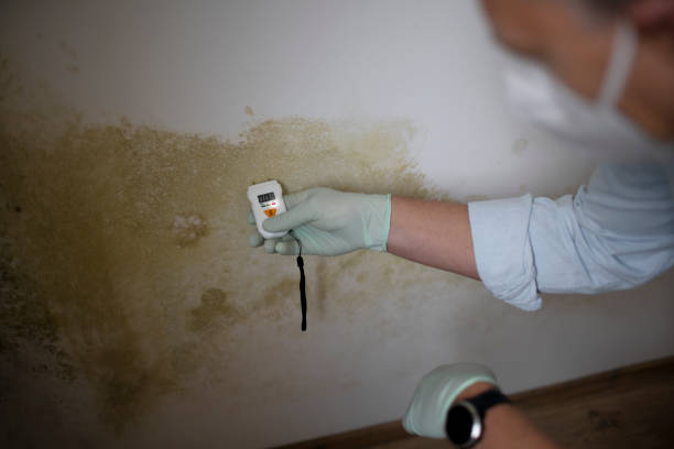 Best Health and Safety Mold Remediation in South Portland, ME