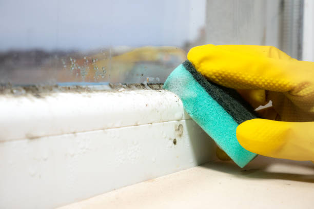 Best Mold Testing and Inspection Services in South Portland, ME